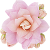 RR (172) (100x100, 17Kb)